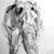 Asian_Elephant