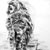 Barred Owl